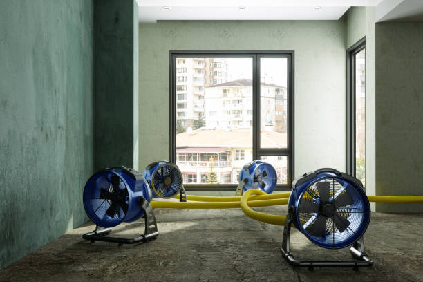 Best Mold removal after water damage  in Berne, IN